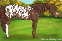 Horse Color:Chestnut Appaloosa 