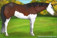 Horse Color:Bay Splash 