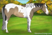Horse Color:Buckskin Dun Splash Tobiano