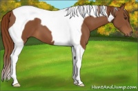 Horse Color:Chestnut Tobiano