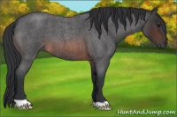 Horse Color:Brown Roan 