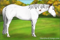 Horse Color:Buckskin Splash Tobiano 