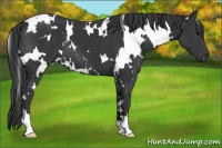 Horse Color:White Spotted Black