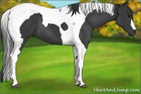 Horse Color:Black Tobiano 