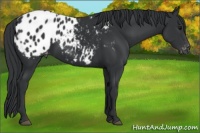 Horse Color:Black Appaloosa