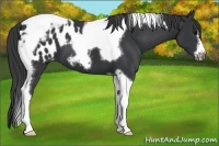 Horse Color:Black Tobiano Frame Appaloosa