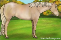 Horse Color:Chestnut Pearl