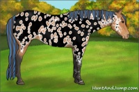 Horse Color:Painted Buckskin Appaloosa 