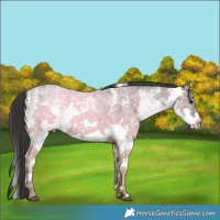Horse Color:White Spotted Smoky Grullo Ice