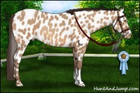 Horse Color:Amber Champagne Appaloosa