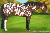 Horse Color:Bay Appaloosa