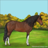 Horse Color:Bay 