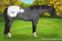 Horse Color:Gray Blue Roan Appaloosa 