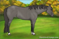Horse Color:Grullo Roan Appaloosa
