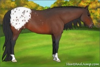 Horse Color:Bay Roan Appaloosa