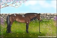 Horse Color:White Spotted Bay 