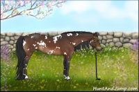 Horse Color:White Spotted Brown 
