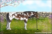 Horse Color:White Spotted Bay Appaloosa