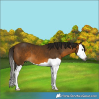 Horse Color:Gray Buckskin Splash