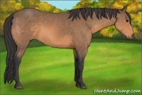 Horse Color:Buckskin 