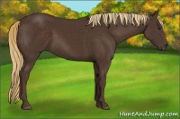 Horse Color:Liver Chestnut 