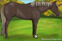 Horse Color:Liver Chestnut 