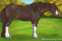 Horse Color:Liver Chestnut 