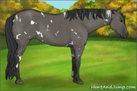 Horse Color:White Spotted Grullo