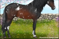 Horse Color:White Spotted Brown Sabino