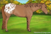 Horse Color:Chestnut Appaloosa