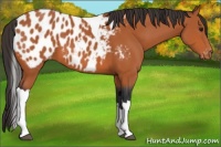 Horse Color:Bay Tobiano Blanket 