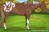 Horse Color:Chestnut Tobiano Appaloosa 