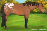 Horse Color:Bay Appaloosa 