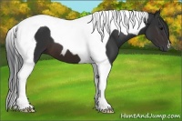 Horse Color:Brown Tobiano 