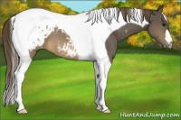 Horse Color:Buckskin Tobiano Appaloosa