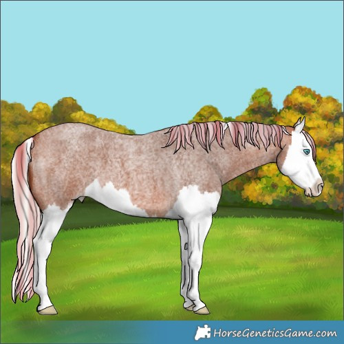 Horse Color:Silver Bay Roan Splash