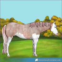 Horse Color:Silver Bay Roan Splash