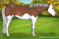 Horse Color:Silver Bay Roan Splash 