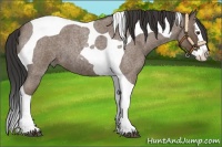 Horse Color:Buckskin Roan Splash Tobiano