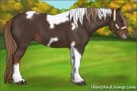 Horse Color:Liver Chestnut Tobiano Frame