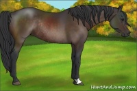 Horse Color:Brown Rabicano 