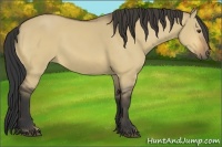 Horse Color:Buckskin Dun 