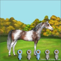 Horse Color:White Spotted Bay Splash Rabicano 