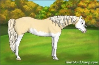 Horse Color:Palomino Splash 