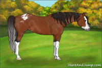 Horse Color:Gray Buckskin Splash Varnish 