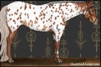 Horse Color:Chocolate Silver Bay Appaloosa Rabicano 