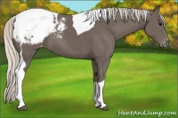 Horse Color:Silver Black Tobiano Appaloosa 