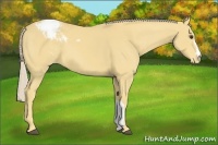 Horse Color:Palomino Appaloosa