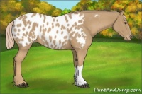 Horse Color:Palomino Appaloosa 