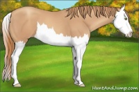 Horse Color:Gold Champagne Splash 
